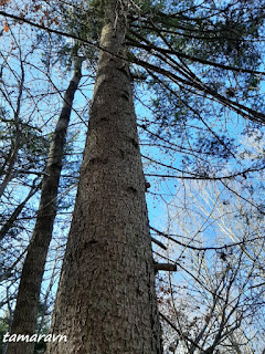 Пихта цельнолистная / Пихта чёрная (Abies holophylla)