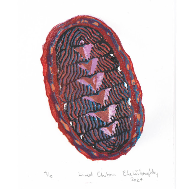 Lined Chiton, Linocut, 5" x 7" by Ele Willoughby, 2024