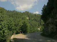 big trees on the road  Mushk Puri