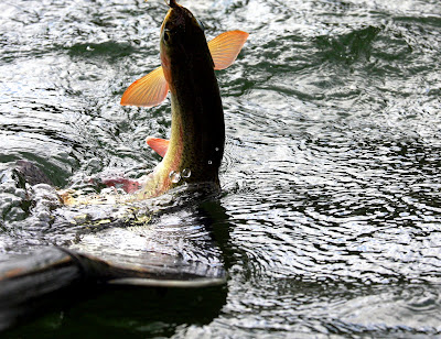 Blackfoot River Trout