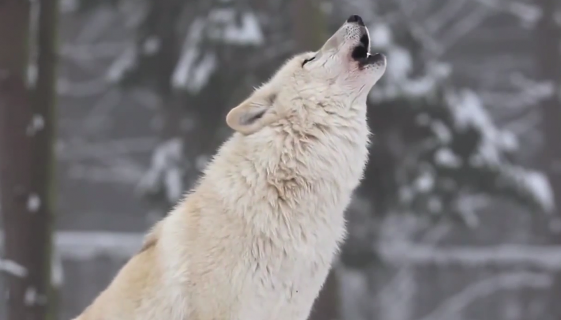 How Wolves Change Rivers