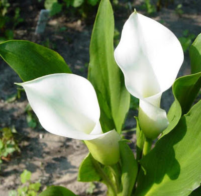 Calla Crystal Blush