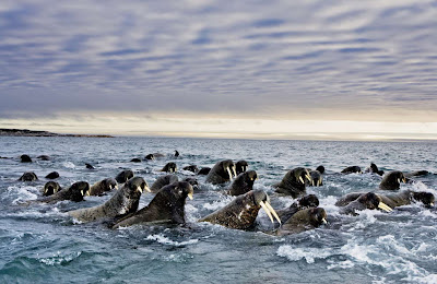 Animal Great  Migration | National Geographic | Foto national geographic Seen On  www.coolpicturegallery.us
