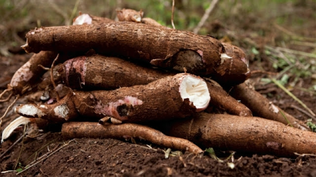 Scientists make breakthrough in fight against cassava diseases