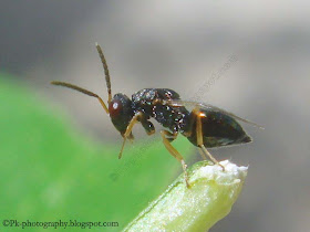 Parasitic Wasp-Pteromalus Puparum