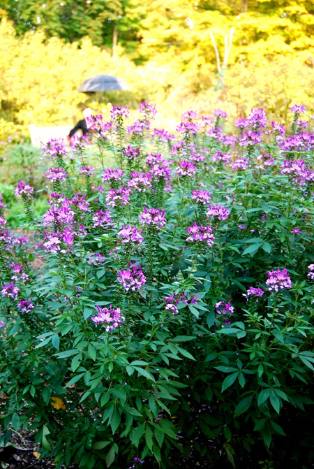 cleome