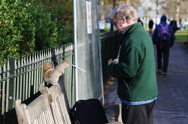 squirrels with nuts. squirrel some peanuts,