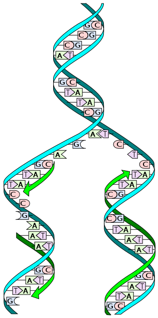 Replikasi DNA dan Model-model Replikasi DNA