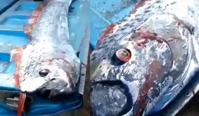 Un pez remo fue encontrado en Taiwán y esto es lo que más se teme por el presagio (VIDEO)