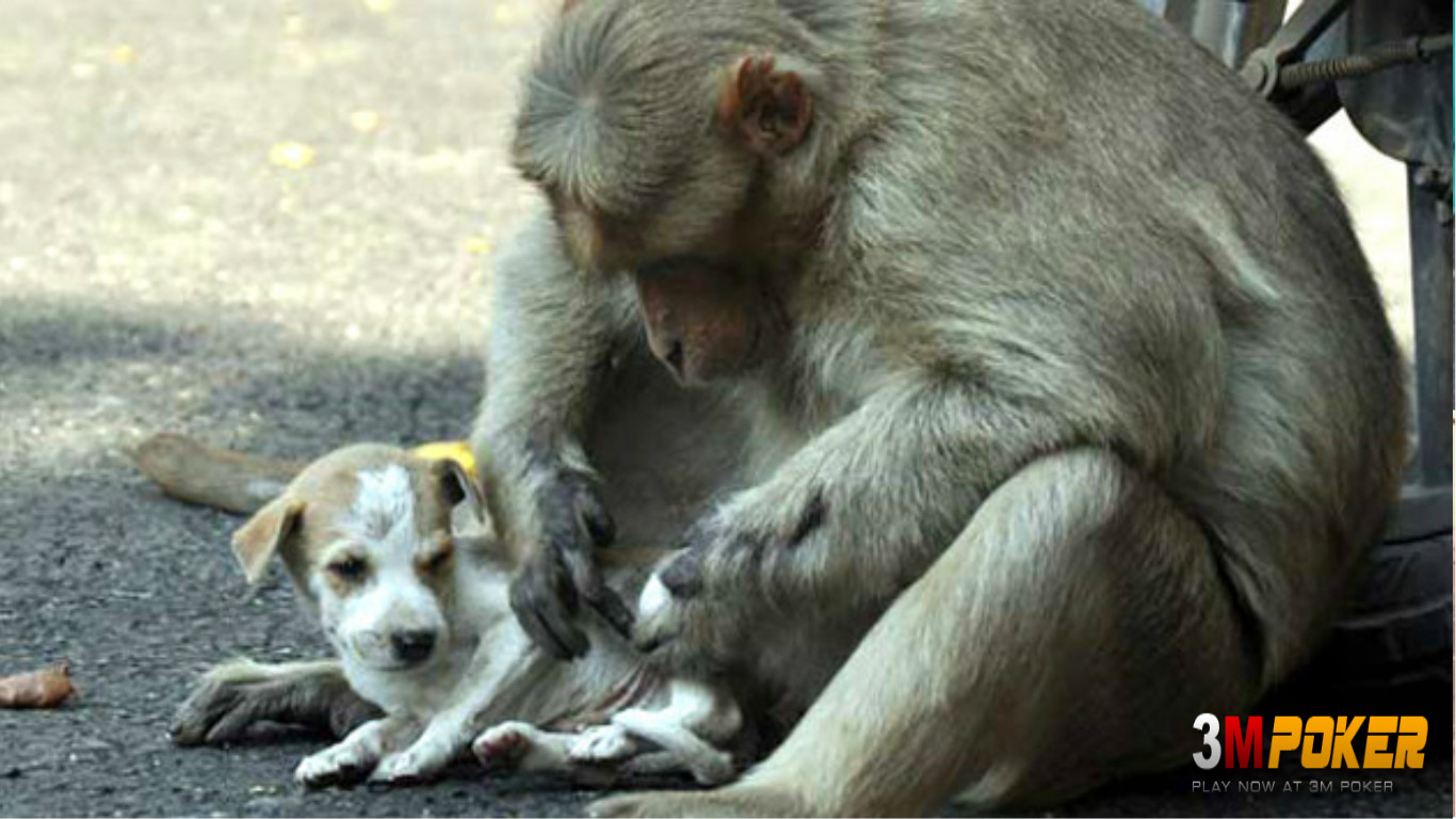 Mengharukan Monyet Ini Adopsi Anak Anjing Usai Selamatkan Dari