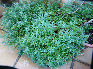 Alisos marítimo o lobularia (Lobularia maritima (L.) Desv. (sin. Alyssum maritimum)).