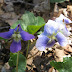 Common Blue (Confederate) Violets
