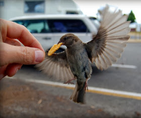 Funny animals of the week - 7 February 2014 (40 pics), bird gets a potato chip from human