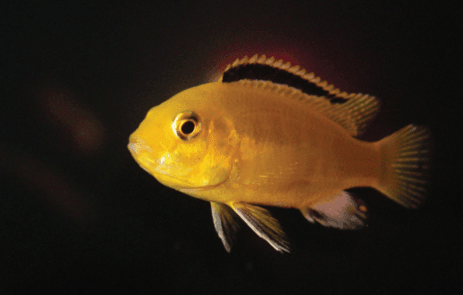 Ikan Lemon