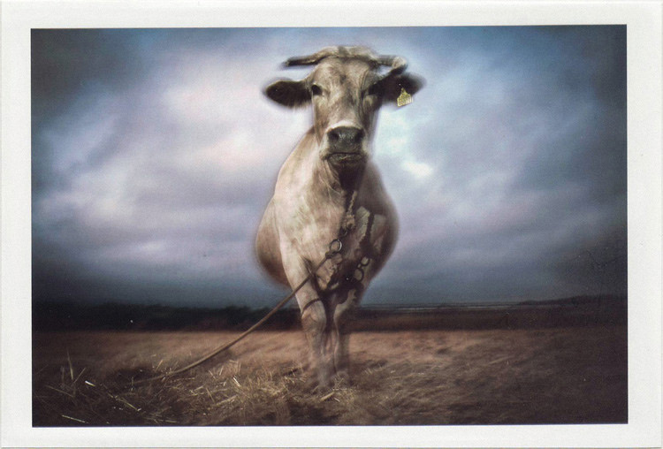 dirty photos - noah's ark fauna photo of bull in crete