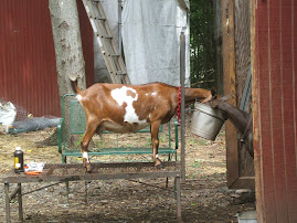 milking table