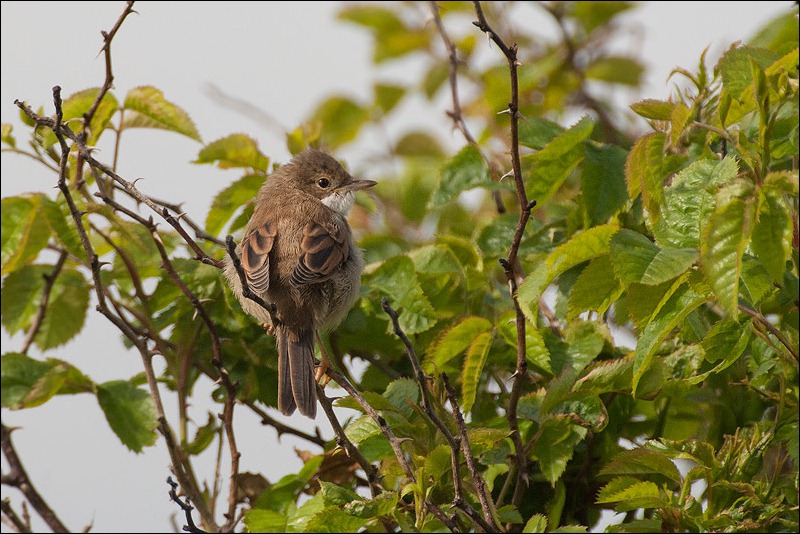 Willow Warbler