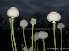 Opium Poppy Pods