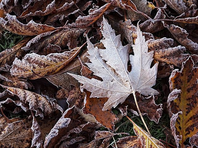 Light maple leaf lying on contrasting rich brown oak leaves