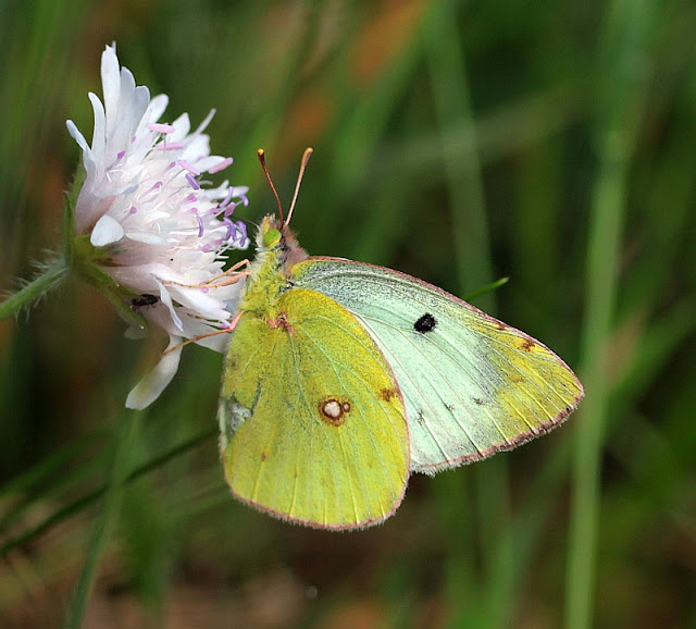 Colias hyale, Goldene Acht