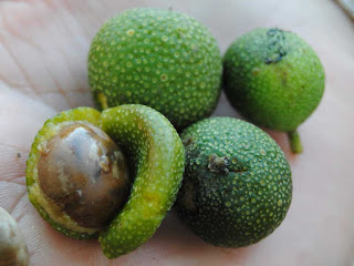 Mayan Nut Mayapple Fruit pictures
