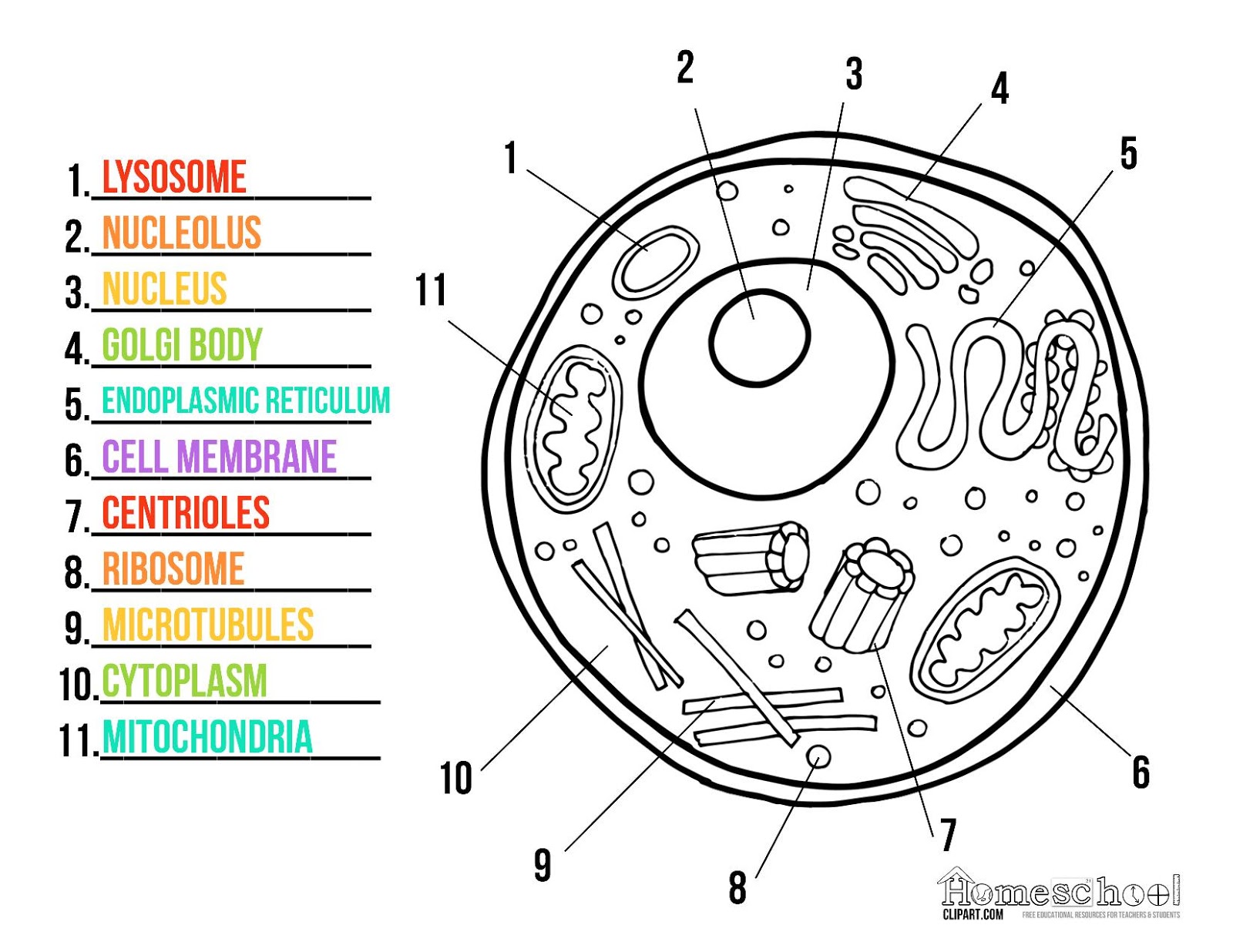  Animal Cell Worksheet Coloring 5
