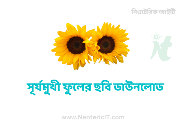 সূর্যমুখী ফুলের ছবি ডাউনলোড - Sunflower flower images download - NeotericIT.com