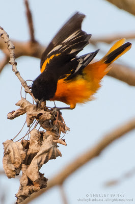 Baltimore Oriole. Photo © Shelley Banks, all rights reserved. 