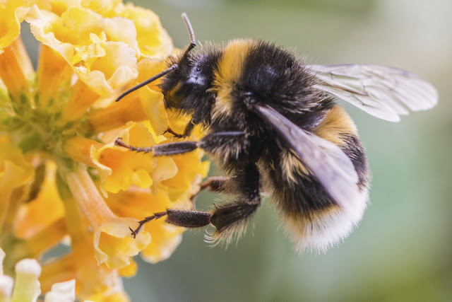 OTRO POLINIZADOR - OTHER POLLINATOR (BOMBUS TERRESTRIS).