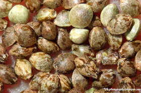 Marijuana Seeds