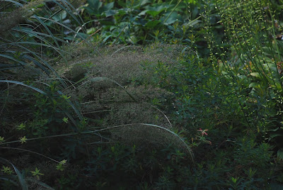 Stipa brachytricha Calamagrostis brachytricha   Achnatherum brachytricha