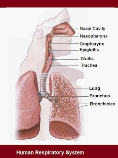 Human Respiratory System | Chapter-6 Life  Processes | CBSE Class 10 Scienc
