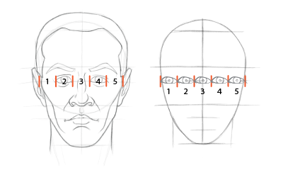 Head proportions chart: The head is about five eyes wide.