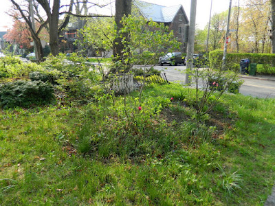 Riverdale Backyard Garden Spring Cleanup Before by Paul Jung Gardening Services--a Toronto Gardening Company