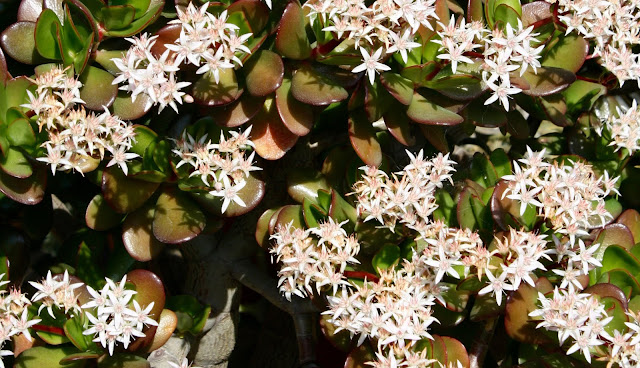 Crassula ovata