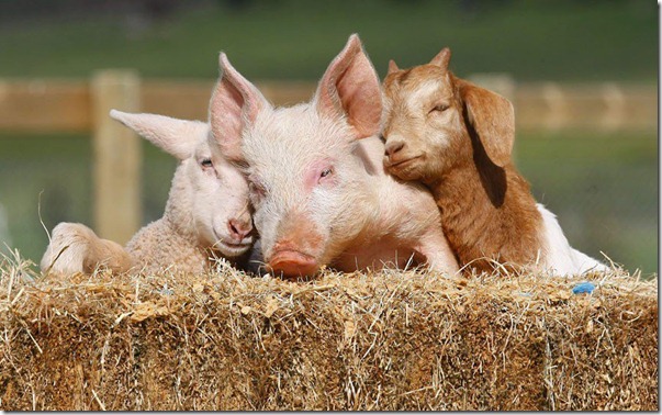lovely animals