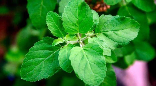 Tulsi plant