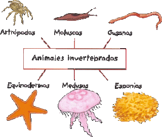 http://ceiploreto.es/sugerencias/juntadeandalucia/la_tierra/invertebrados/indexinvertebrados.html