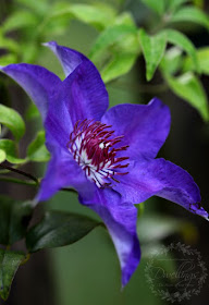 Purple clematis