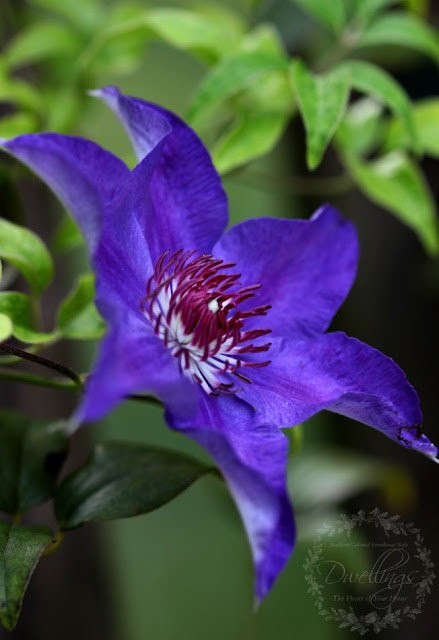 Purple clematis