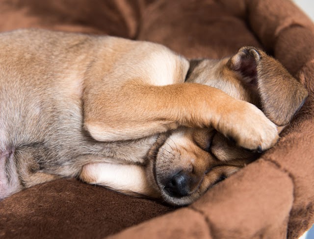 Cachorro tem fobia? Dicas para ajudar seu cachorro a superar o medo