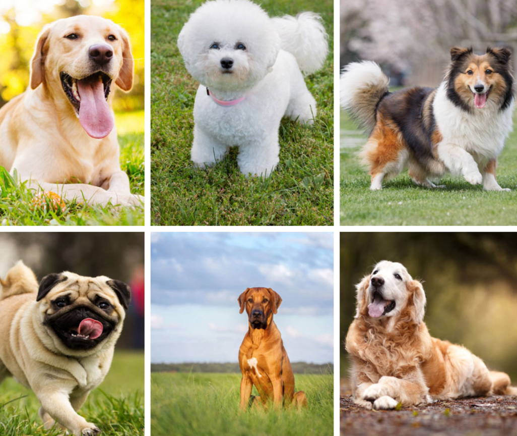 The Best Dog Breeds For Children