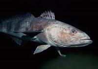 Antarctic toothfish - an ugly lil sucker