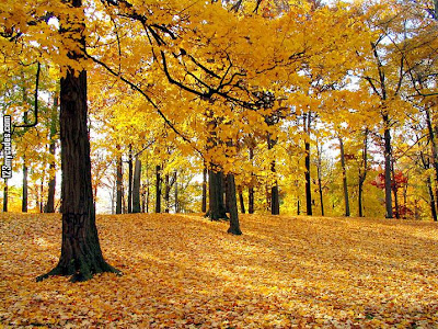 Autumn Backgrounds, Fall Desktop Wallpapers