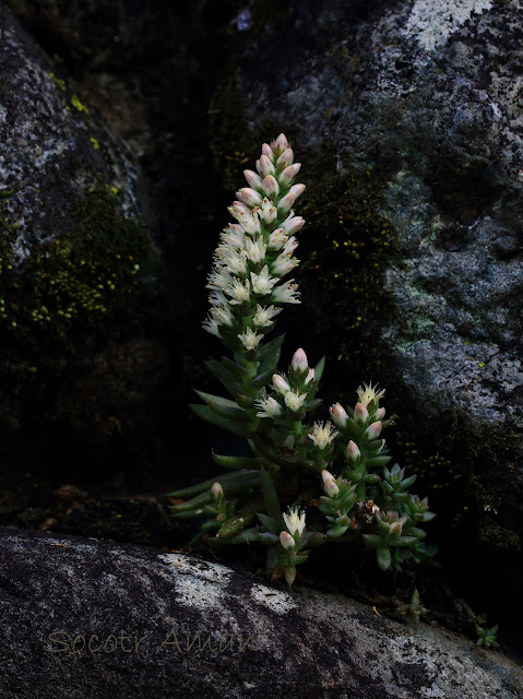 Orostachys japonica