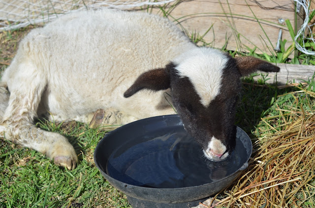 A two month old lamb