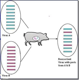Reassortant pig[6]