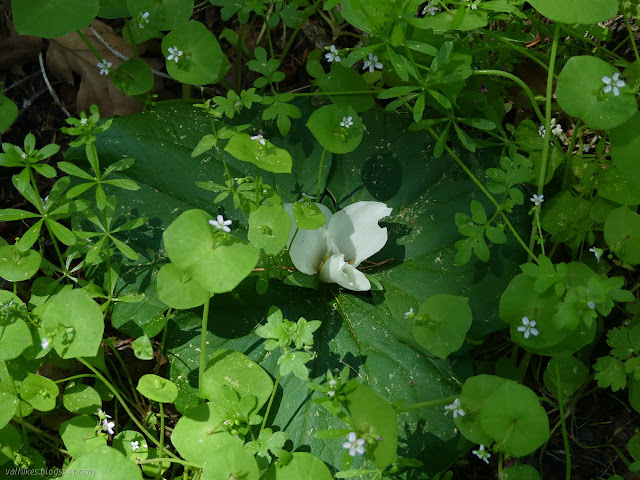 large white flower in a big flat green bit among many small white flowers in a big flat green bit