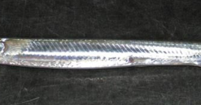 Virginia Tech Ichthyology Class : Atlantic Needlefish by Don Orth