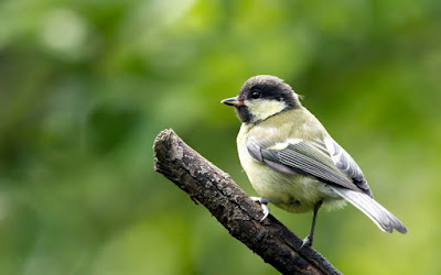 Birds parrot Wallpapers HD/Birds parrot Photos/ Birds hd Images/Birds hd picture | Latest Colorful Birds  HD desktop wallpapers | Beautiful Birds HD desktop wallpapers | Birds Wallpapers HD | Birds HD Wallpapers, pictures, and photos